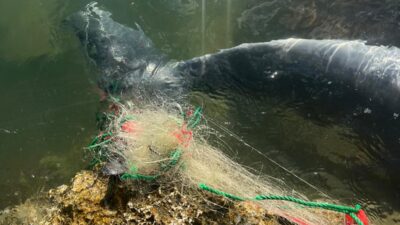 İZMİR (AA) – Balıkçı ağlarına takıldığı değerlendirilen yunus, Karaburun ilçesi