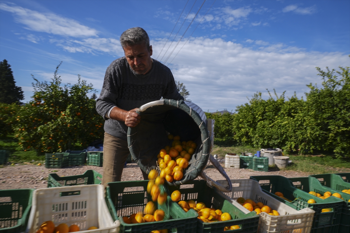 - Aroması ve ince zarıyla iç pazar ve ihracatta tercih