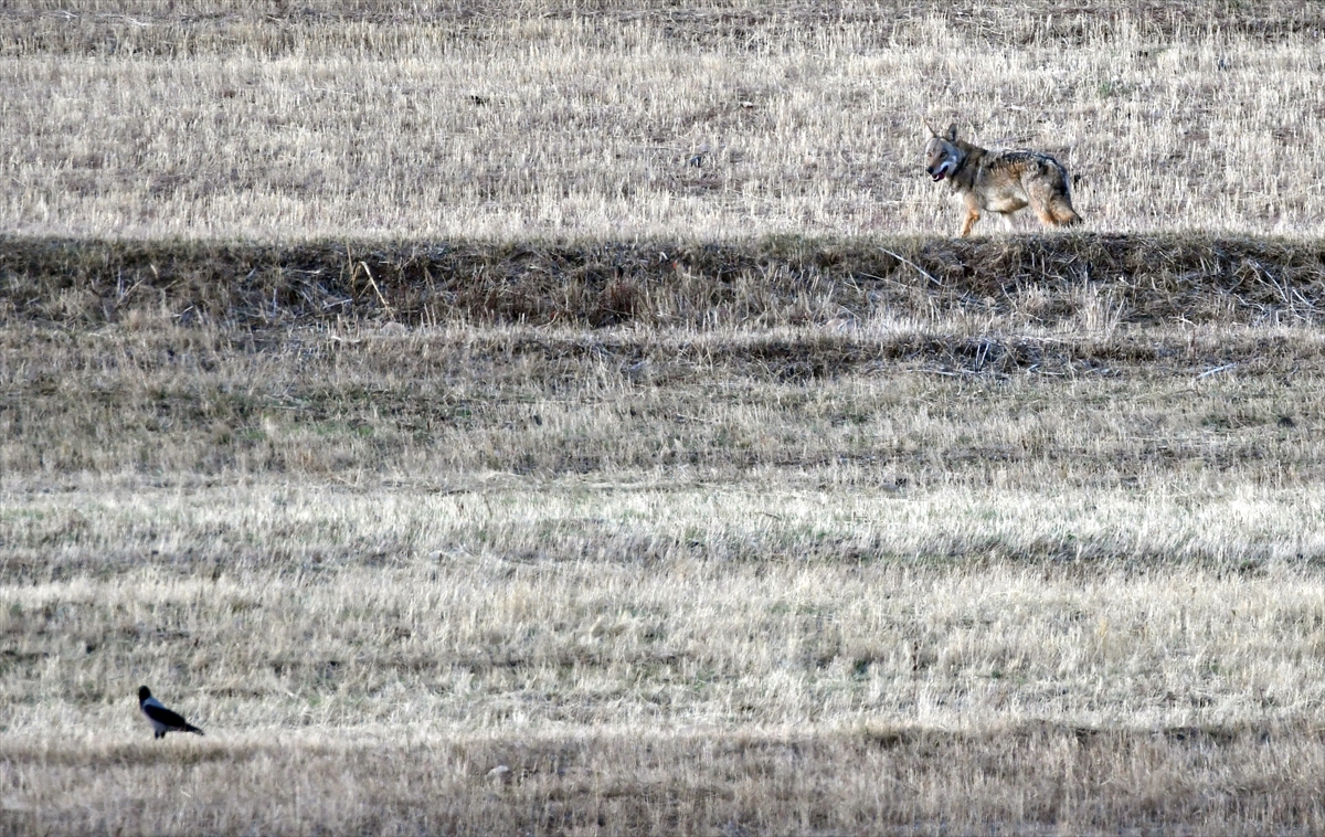 KARS (AA) – Kars'ın Sarıkamış ilçesi kırsalında yiyecek arayan kurt