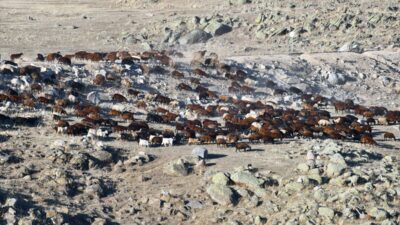 KARS (AA) – İlkbaharda sürüleriyle Kars’ın yaylalarına çıkan göçerler, havaların