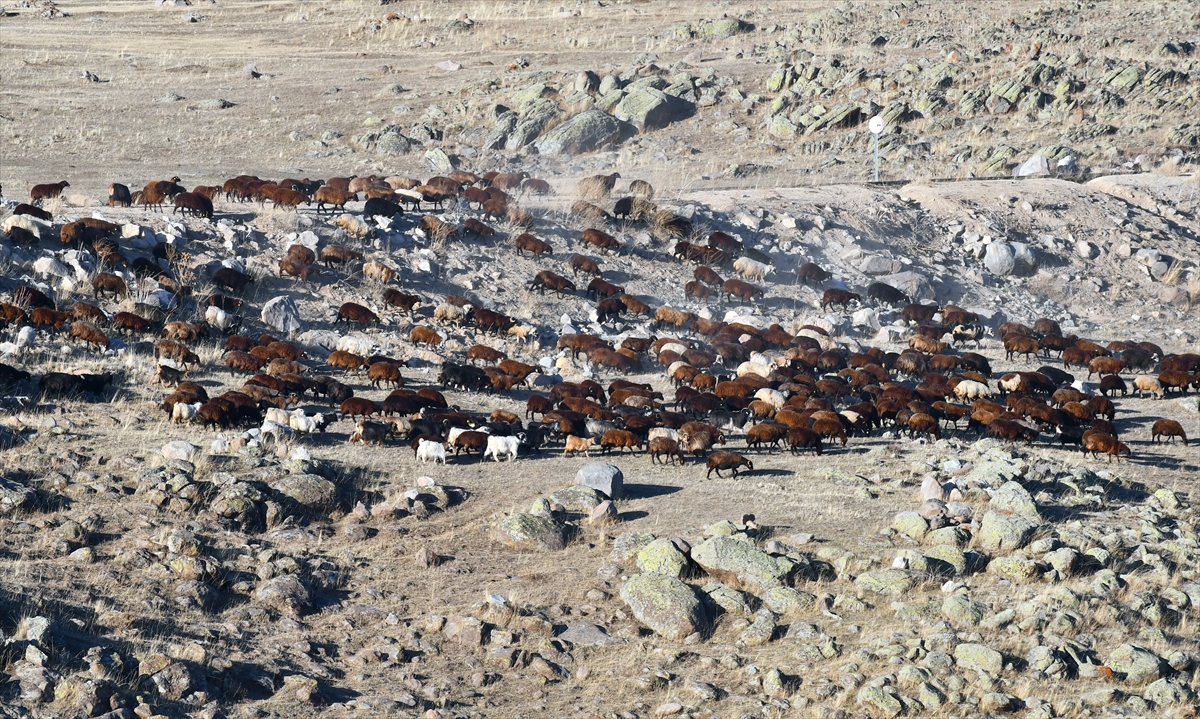 KARS (AA) – İlkbaharda sürüleriyle Kars’ın yaylalarına çıkan göçerler, havaların