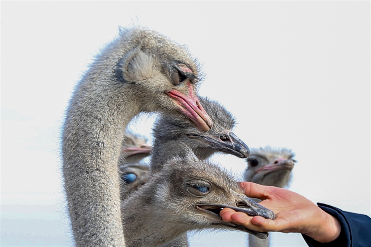 - İstanbul'dan döndüğü köyünde yaklaşık bir yıldır deve kuşu yetiştiren