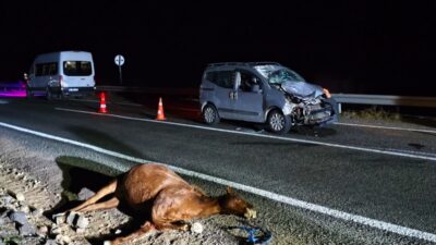 KARS (AA) – Kars'ın Kağızman ilçesinde başıboş hayvanlara çarpan hafif