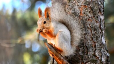 - KuzeyDoğa Derneği Bilim Koordinatörü Emrah Çoban:
- "Sarıkamış'ta sincaplar da