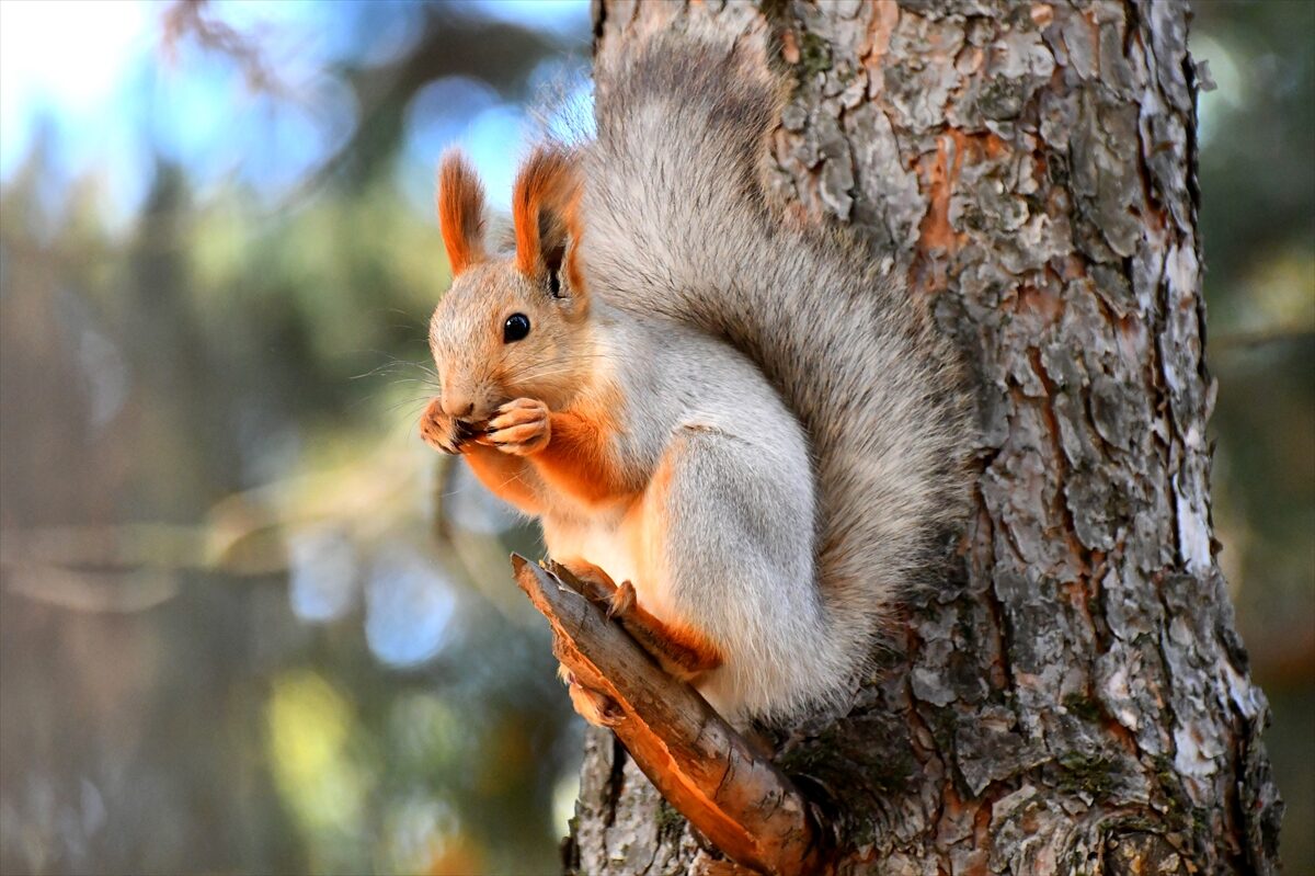 - KuzeyDoğa Derneği Bilim Koordinatörü Emrah Çoban:
- "Sarıkamış'ta sincaplar da