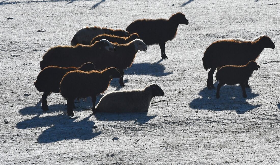 KARS (AA) – Kars'ta soğuk havanın etkisiyle bitkiler ve ağaçlar