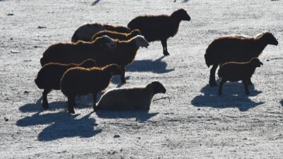 KARS (AA) – Kars'ta soğuk havanın etkisiyle bitkiler ve ağaçlar