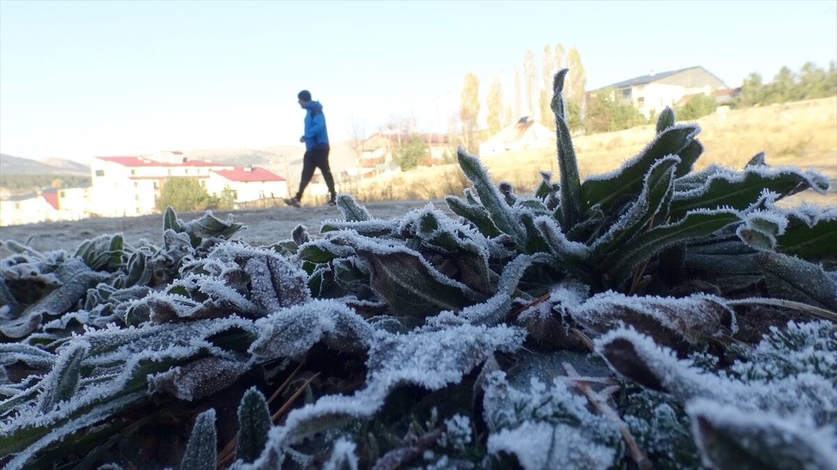 KARS (AA) – Kars'ın Sarıkamış ilçesinde soğuk hava ve kırağı