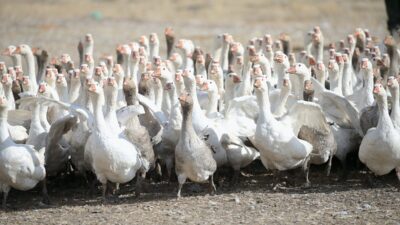 - Tarım ve Orman İl Müdürü Enver Aydın:
- "İlimizde kaz