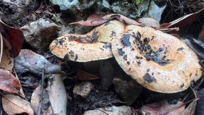 - Mantar toplayanlardan Eşref Kocaer:
- "Mantarları bulmak için kilometrelerce yürüyoruz.