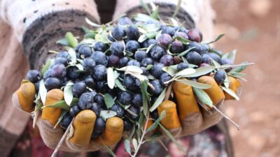 KİLİS (AA) – Türkiye'nin önemli zeytin ve zeytinyağı üretim merkezlerinden