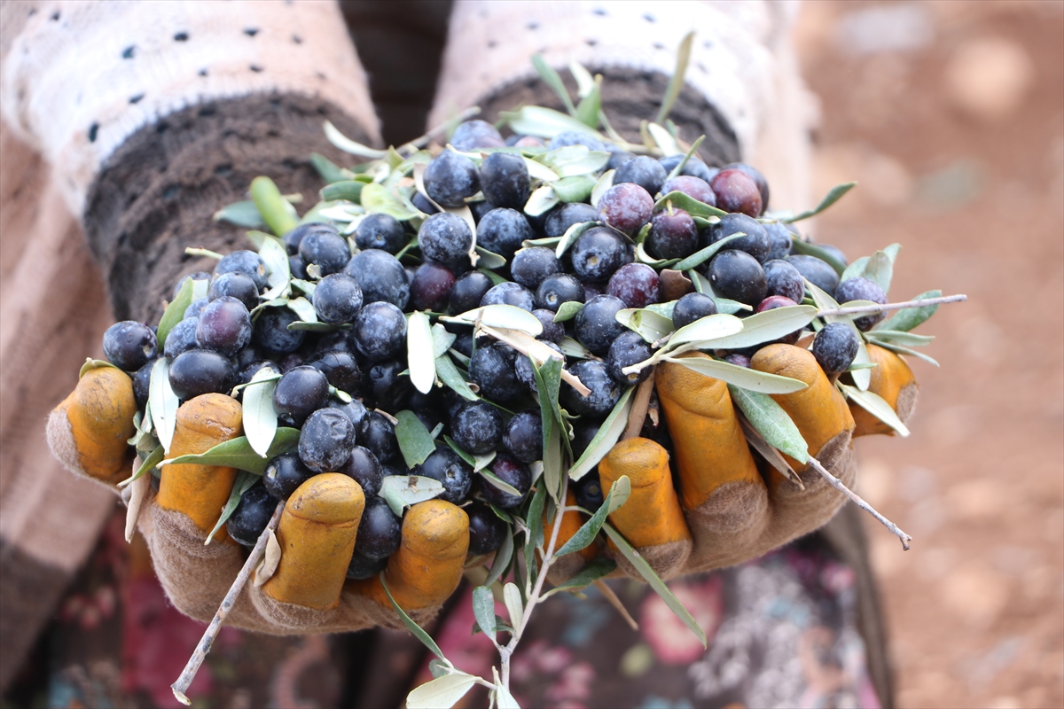 KİLİS (AA) – Türkiye'nin önemli zeytin ve zeytinyağı üretim merkezlerinden
