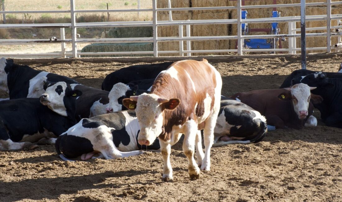 - Kırşehir Açık Ceza İnfaz Kurumu'ndaki 63 hükümlünün katılımıyla 400