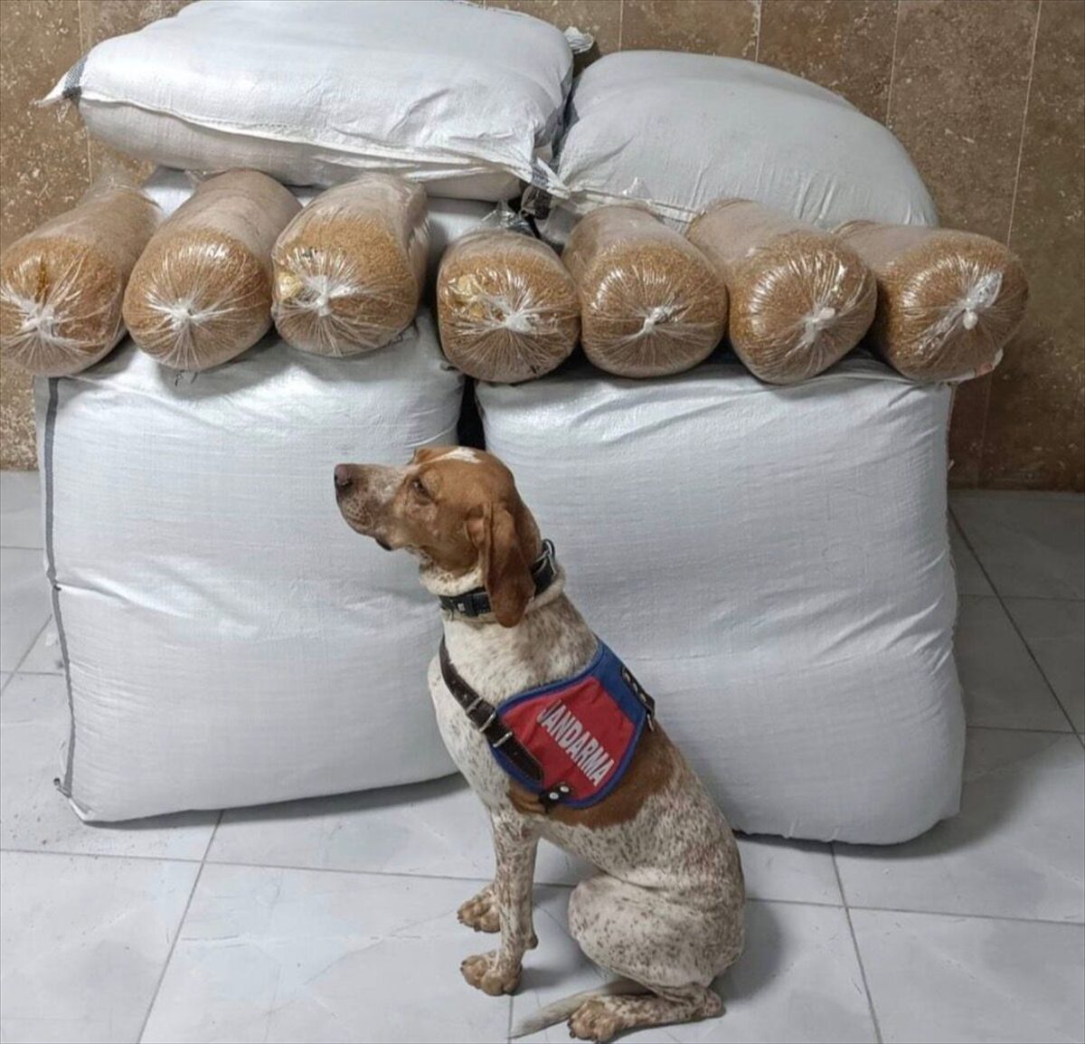 KIRŞEHİR (AA) – Kırşehir'de yolcu otobüsünde 400 kilogram kaçak tütün