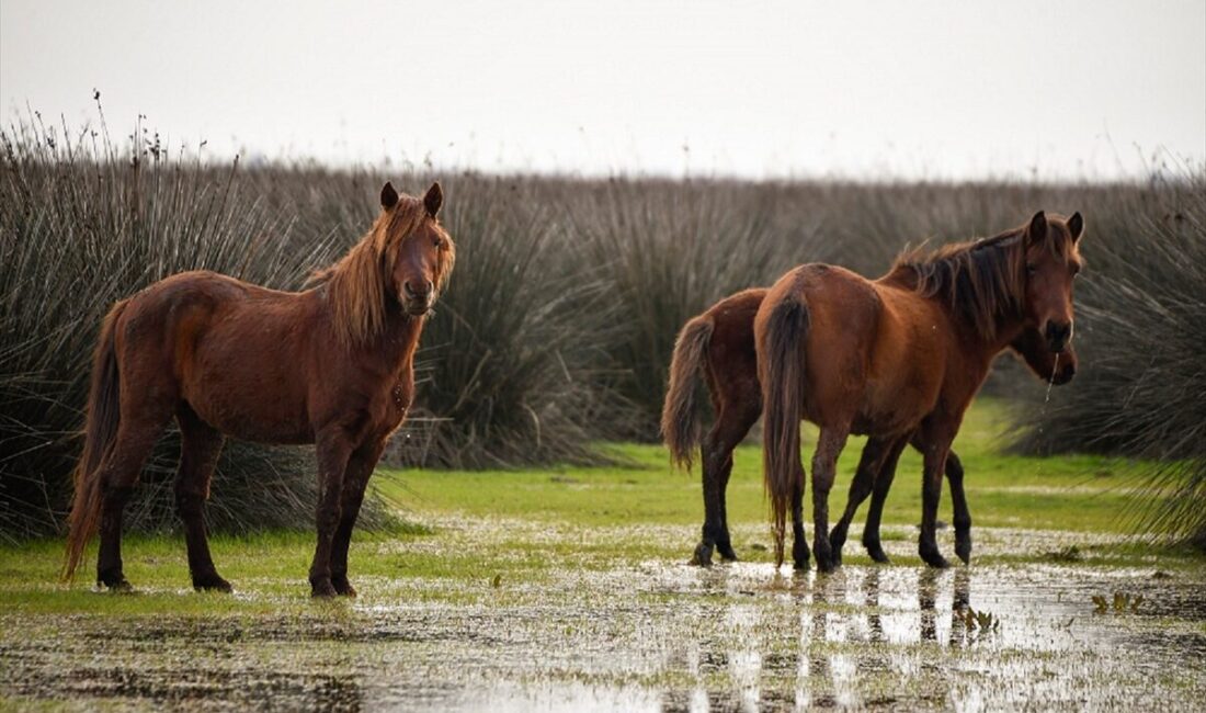 SAMSUN (AA) – Samsun'da UNESCO Dünya Mirası Geçici Listesi'nde yer