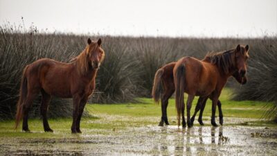 SAMSUN (AA) – Samsun'da UNESCO Dünya Mirası Geçici Listesi'nde yer