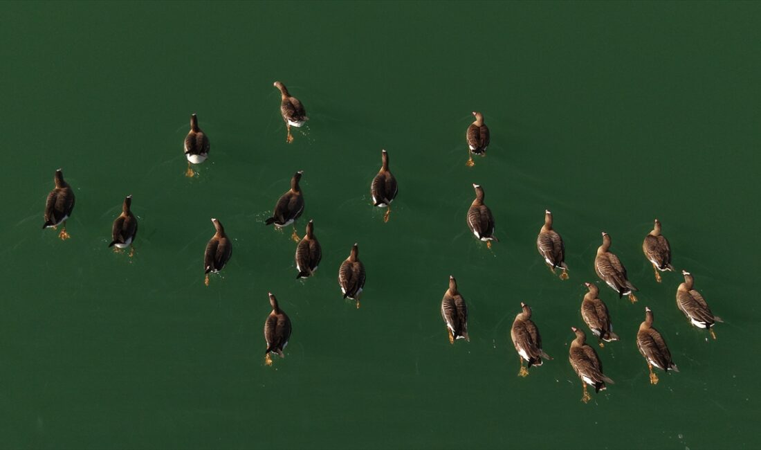 VAN (AA) – Yüzlerce kuş türünün gözlemlenebildiği Van'daki Erçek Gölü'ne