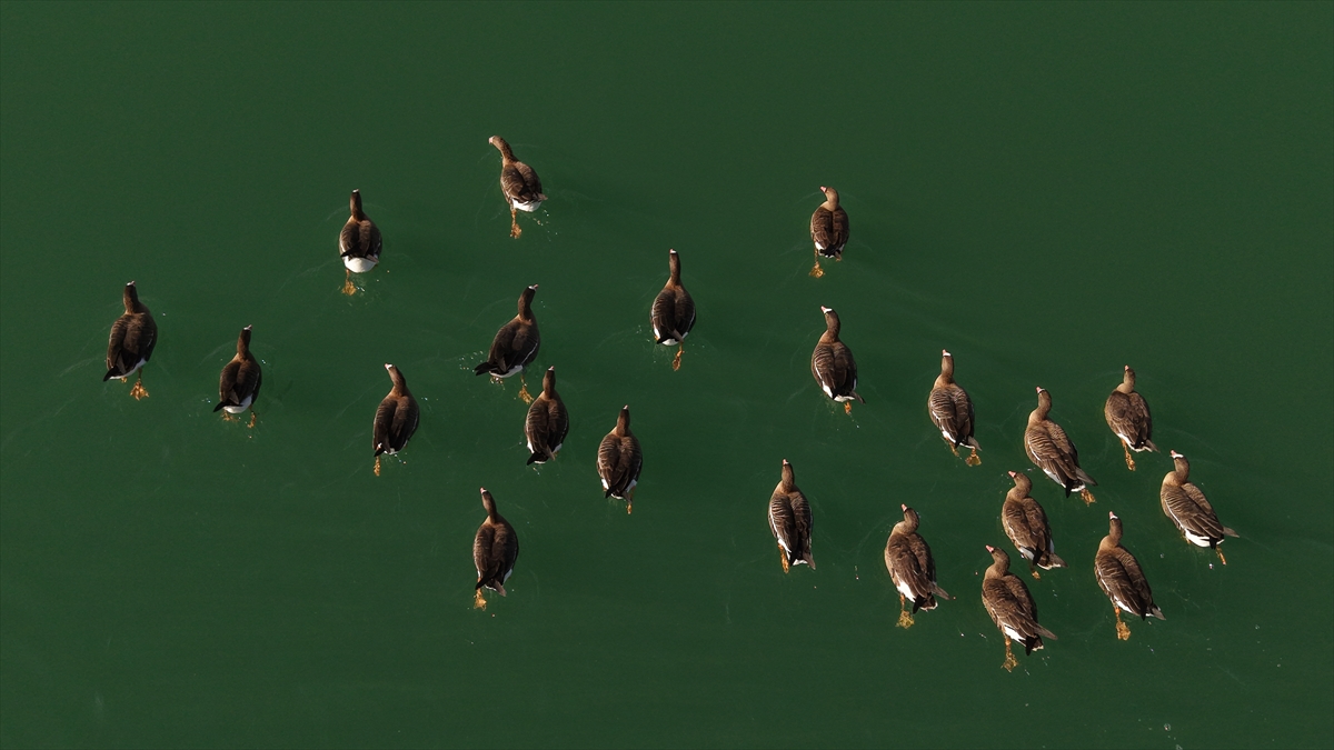 VAN (AA) – Yüzlerce kuş türünün gözlemlenebildiği Van'daki Erçek Gölü'ne