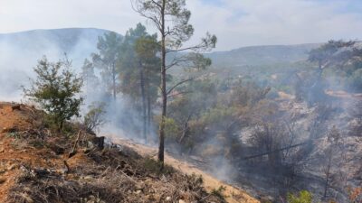 MERSİN (AA) – Mersin'in Gülnar ilçesinde yabani otları temizlemek için