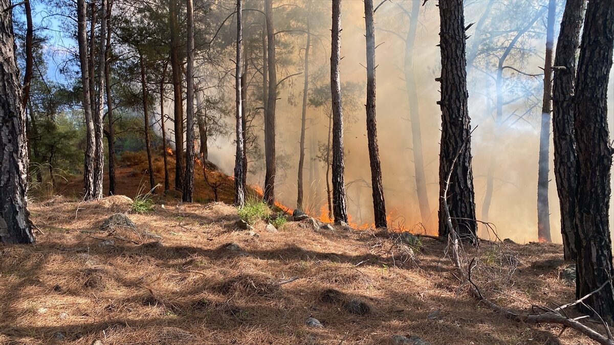 MUĞLA (AA) – Muğla'nın Seydikemer ilçesinde çıkan orman yangını söndürüldü.