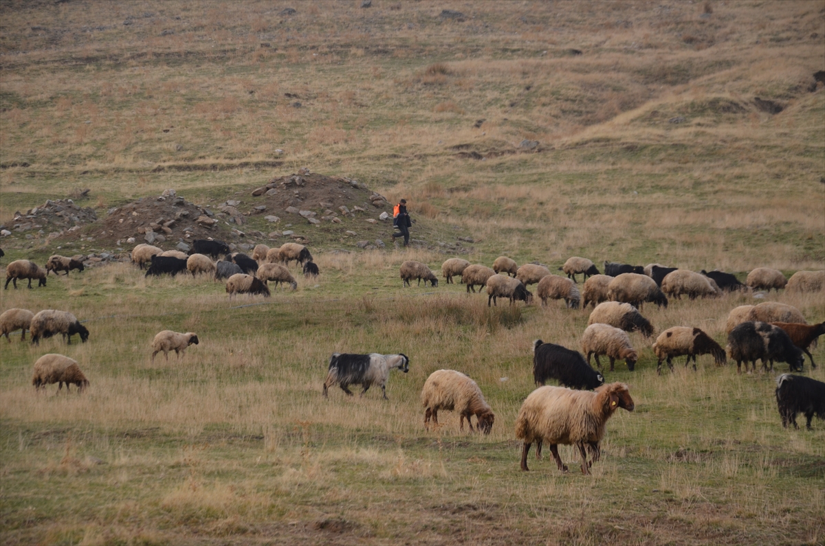MUŞ (AA) – Küçükbaş hayvan yetiştiriciliğinin yaygın yapıldığı Muş'ta besiciler,
