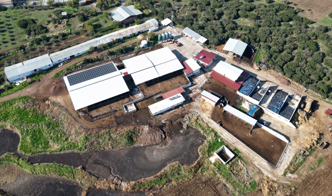 - Manisa'nın Kula ilçesinde 8 yıl önce hayvancılığa başlayan Ercan