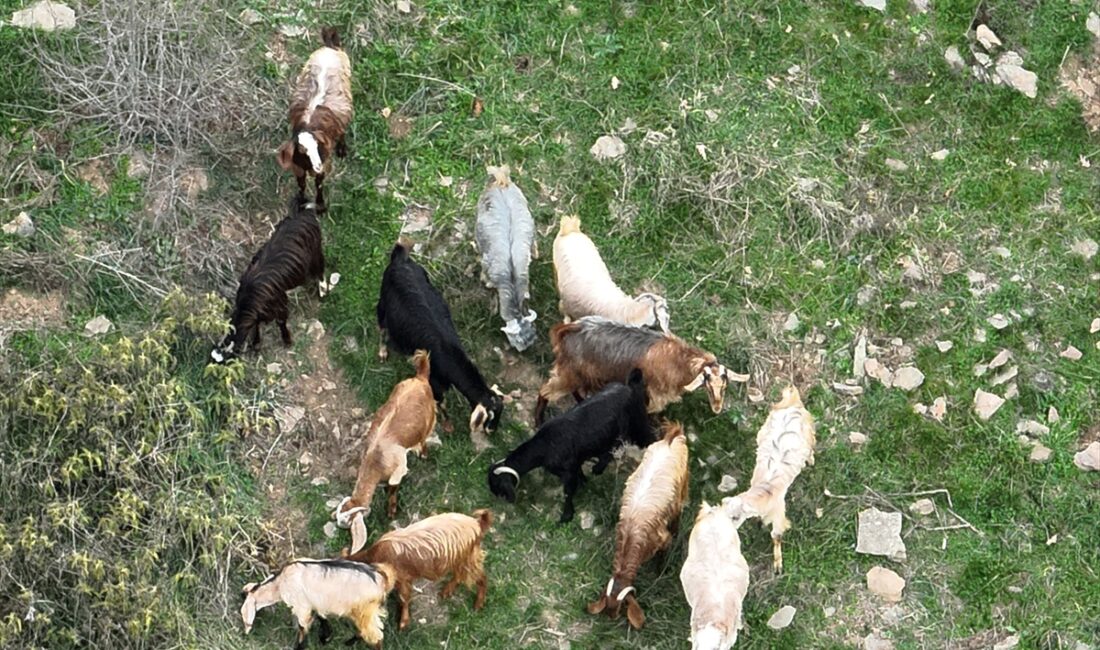 OSMANİYE (AA) – Osmaniye'nin Bahçe ilçesinde bir çobanın otlatırken kaybettiği