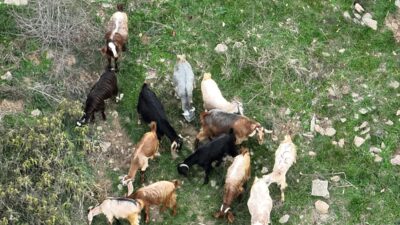 OSMANİYE (AA) – Osmaniye'nin Bahçe ilçesinde bir çobanın otlatırken kaybettiği