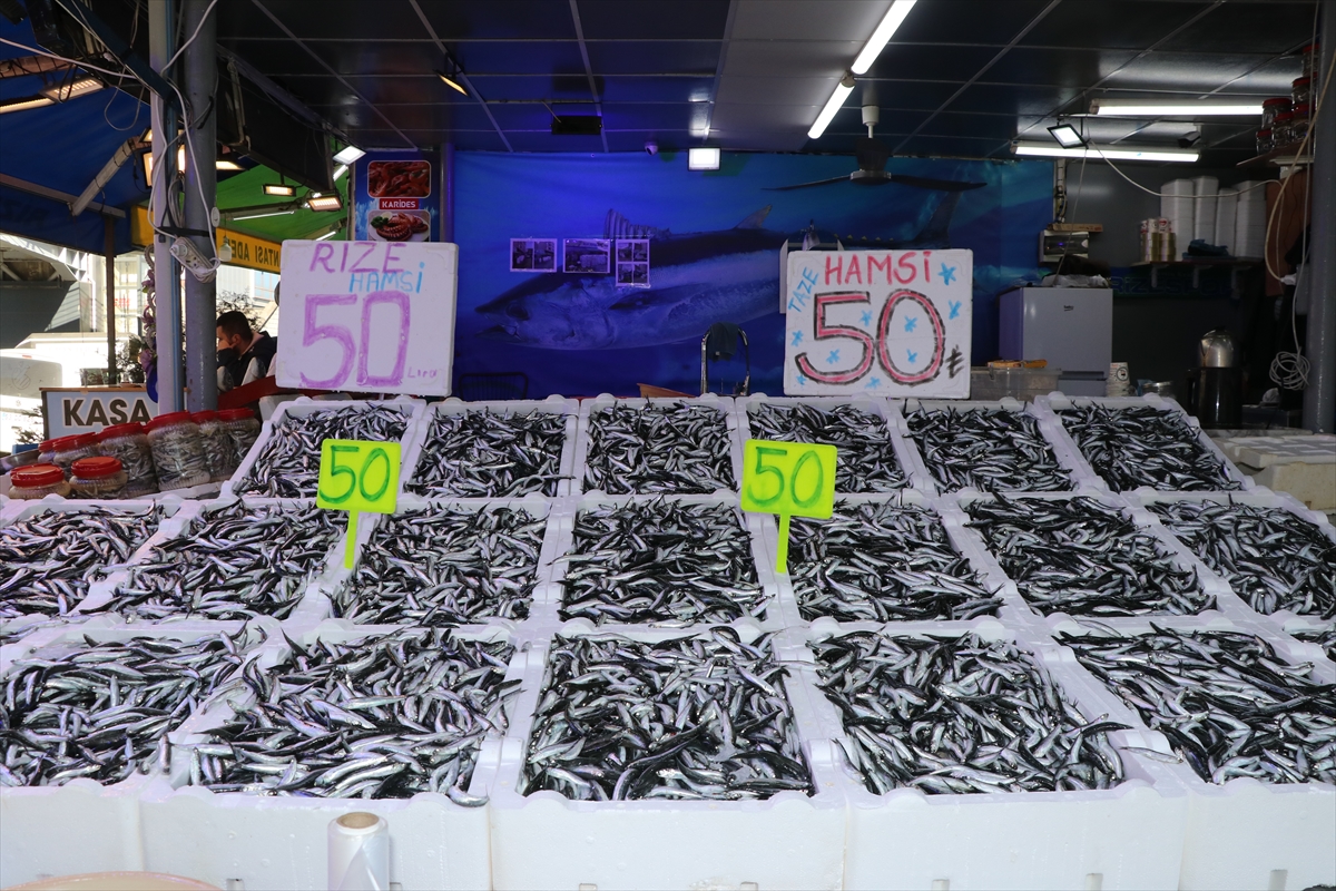 RİZE (AA) – Rize'de balıkçı tezgahlarında hamsinin kilogramı 50 liradan