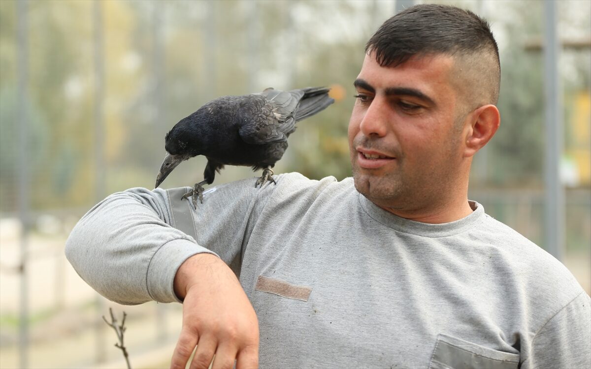 - Gölya Tabiat Parkı'na gelen ziyaretçilerden kaçmayan karga, görevlinin çağırma