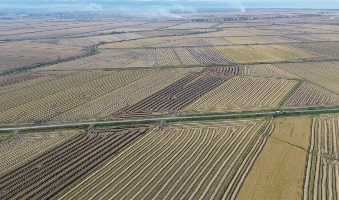 SAMSUN (AA) – Samsun'da gerçekleştirilen çeltik hasadında sona yaklaşıldı. Bafra