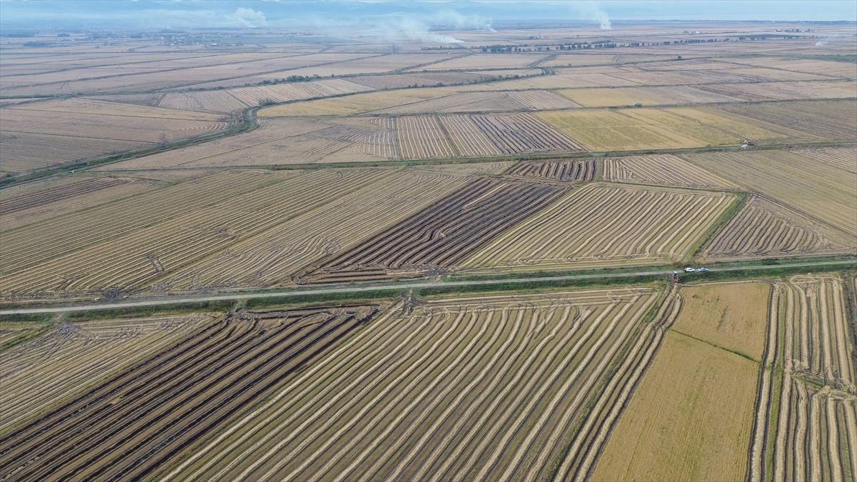 SAMSUN (AA) – Samsun'da gerçekleştirilen çeltik hasadında sona yaklaşıldı. Bafra
