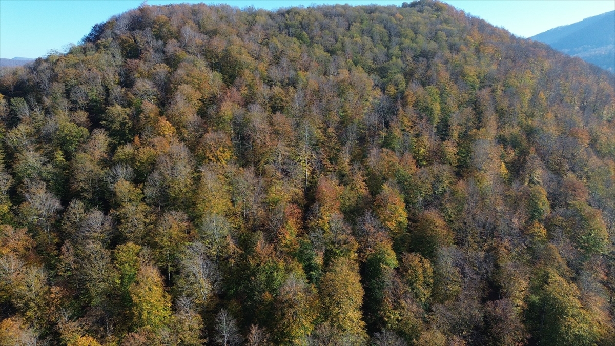 SAMSUN (AA) – Samsun'un Bafra ilçesinde yer alan ve yaz