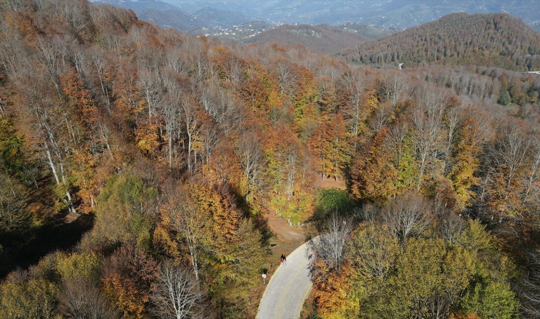 SAMSUN (AA) – Samsun'un 19 Mayıs ilçesindeki Nebiyan Dağı'nda güz