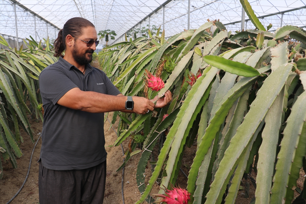 - Adana'da ziraat teknikeri Ender Demir, serasında yetiştirdiği ejder meyvesinin