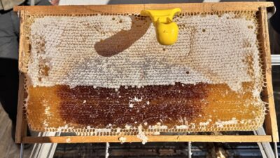 SİİRT (AA) – Siirt’te 114 projeye 268 milyon 765 bin