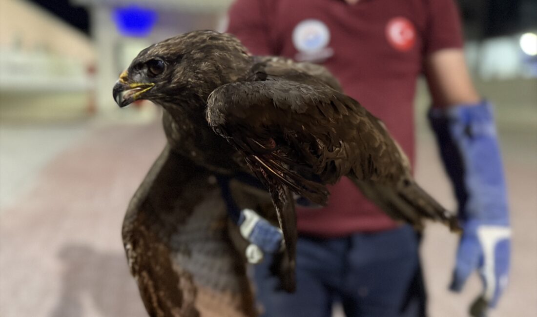 SİNOP (AA) – Sinop'un Gerze ilçesinde, yol kenarında yaralı bulunan