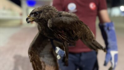 SİNOP (AA) – Sinop'un Gerze ilçesinde, yol kenarında yaralı bulunan