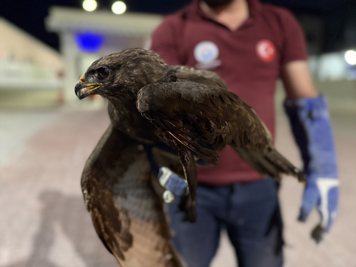 SİNOP (AA) – Sinop'un Gerze ilçesinde, yol kenarında yaralı bulunan