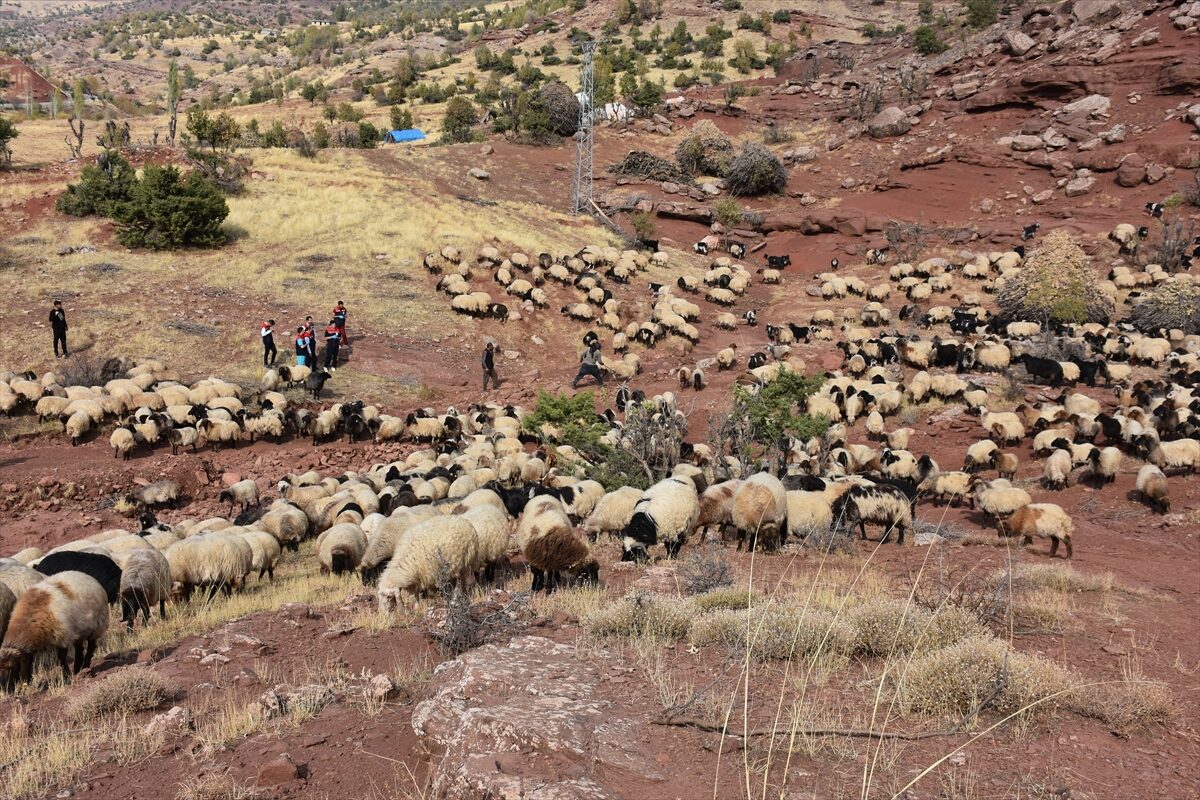 - Tarım ve Orman İl Müdürlüğünce, göçerlerin yaylalara gidiş ve