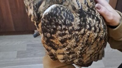 ŞIRNAK (AA) – Şırnak'ta yaralı ve bitkin bulunan 2 farklı