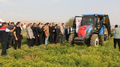 ŞIRNAK (AA) – Şırnak'ın Silopi ilçesinde yer fıstığı hasat şenliği