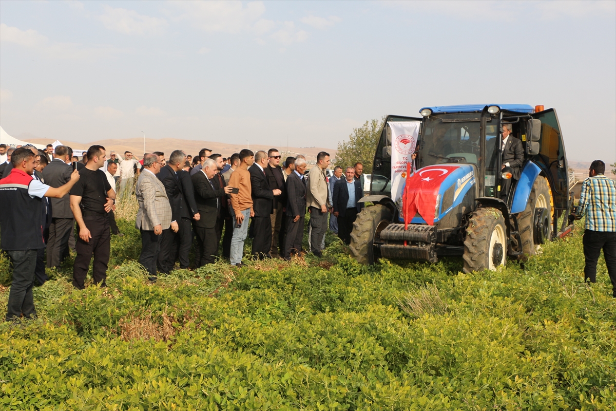 ŞIRNAK (AA) – Şırnak'ın Silopi ilçesinde yer fıstığı hasat şenliği