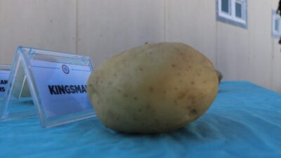 - Tarımsal Çalışmalar Uygulama ve Araştırma Merkezince 31 dekarda hasadı