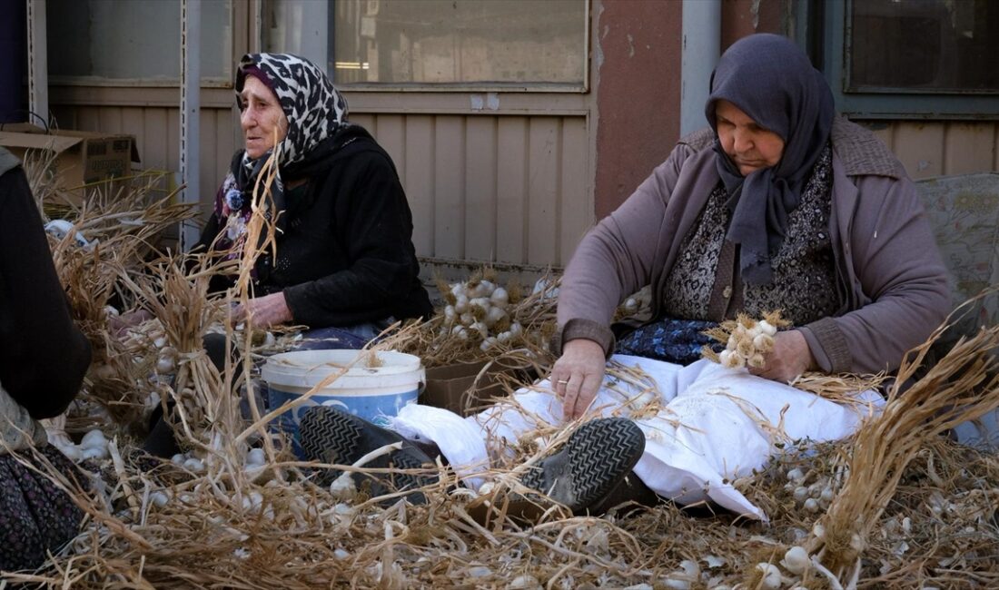 KASTAMONU (AA) – Kastamonu'nun Taşköprü ilçesinde "beyaz altın" olarak nitelendirilen