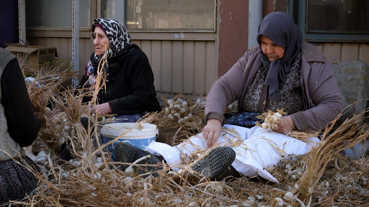 KASTAMONU (AA) – Kastamonu'nun Taşköprü ilçesinde "beyaz altın" olarak nitelendirilen