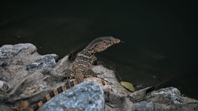 NAKHON RATCHASIMA (AA) – Tayland’ın Nakhon şehrinin merkezindeki "Suan Rak