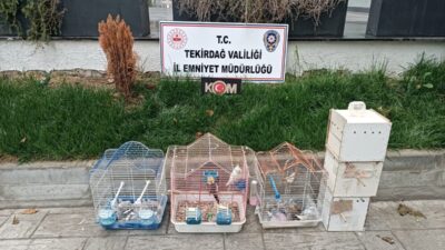 TEKİRDAĞ (AA) – Tekirdağ'da yasa dışı yollarla yurda getirildiği belirlenen