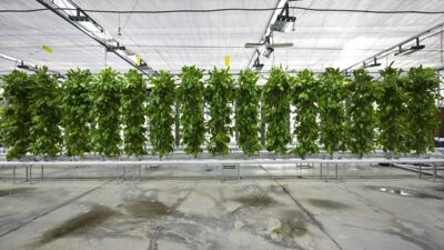 - TENMAK bünyesinde gerçekleştirilen topraksız dikey tarım uygulamalarıyla yaklaşık 2,5