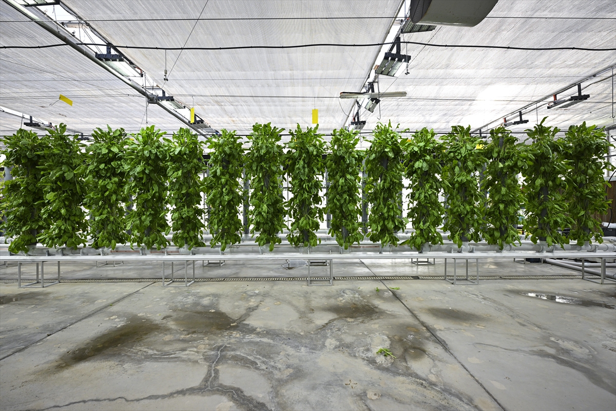 - TENMAK bünyesinde gerçekleştirilen topraksız dikey tarım uygulamalarıyla yaklaşık 2,5